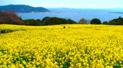 能古島の菜の花 のコピー.jpg
